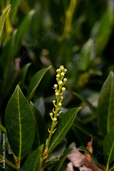 Obraz pflanze, blume