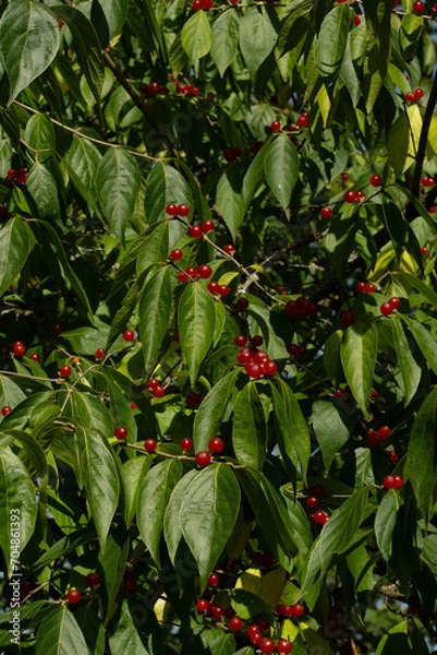 Obraz pflanze, strauch