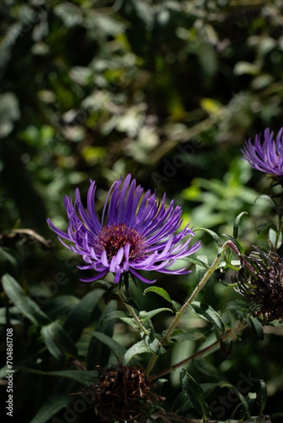 Obraz pflanze, blume