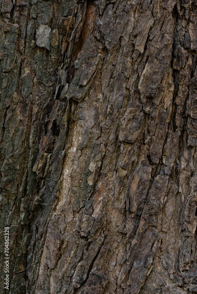 Obraz baum, rinde, baumrinde, natur