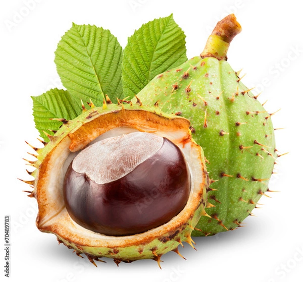 Obraz chestnut