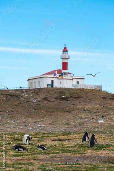 Fototapeta Penguin Reserve at Magdalena island in the Strait of Magellan. 