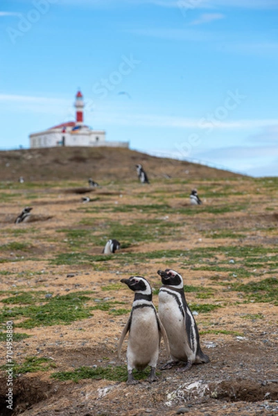 Fototapeta Penguin Reserve at Magdalena island in the Strait of Magellan. 