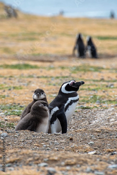 Fototapeta Penguin Reserve at Magdalena island in the Strait of Magellan. 