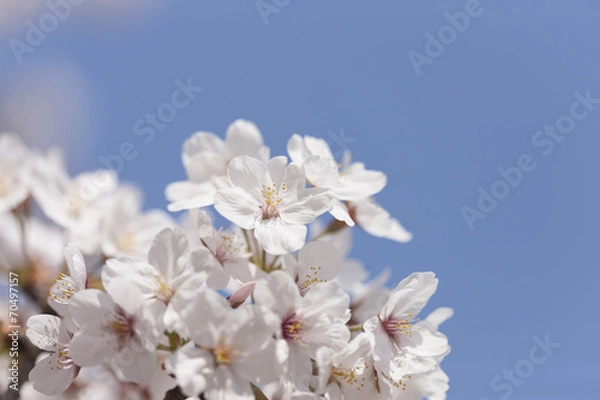 Fototapeta ソメイヨシノの花