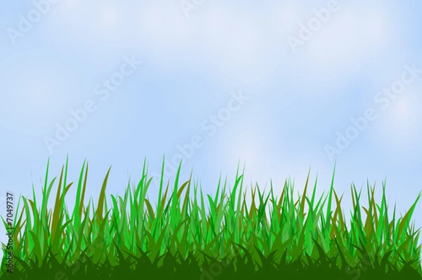 Fototapeta Herbe verte devant ciel bleu