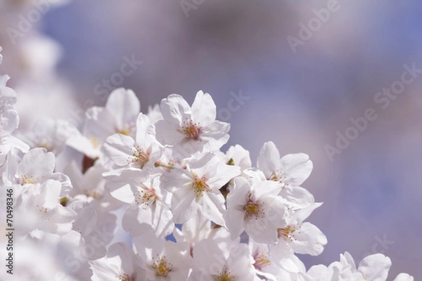 Fototapeta 千鳥ヶ淵の桜並木