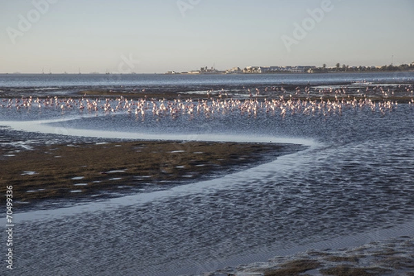 Obraz Walvis Bay, Namibia, herons at sunset lagoon