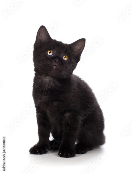 Obraz Cute black kitten isolated on a white background