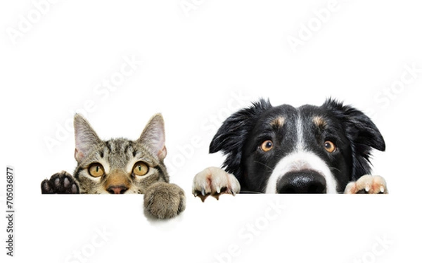 Obraz Funny pets banner. Cat and border collie dog hanging its paws over a white blank. Isolated on white backgorund