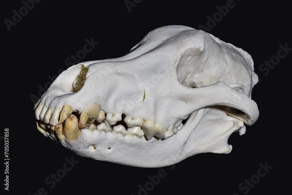 Fototapeta Caries dentium