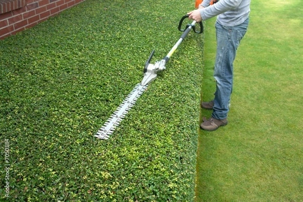 Fototapeta hedge trimming