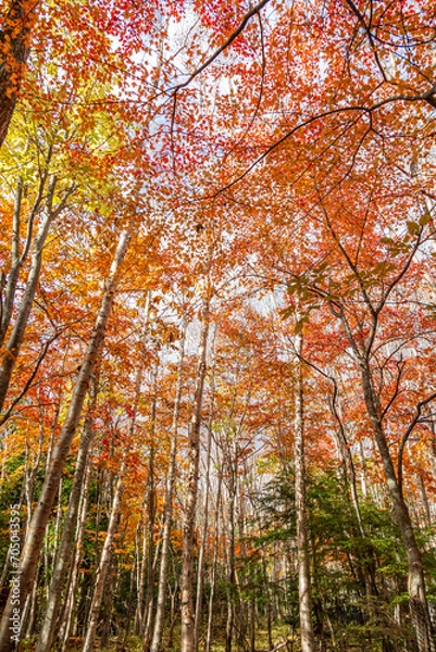 Obraz 白樺の紅葉