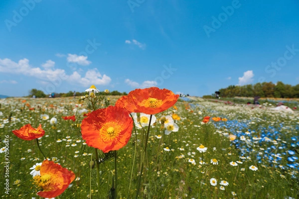 Obraz ポピーの丘