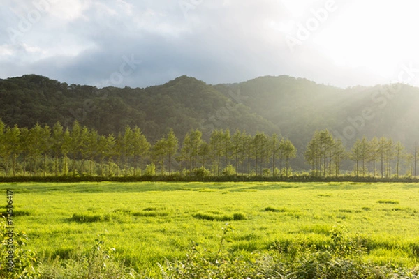 Obraz 光芒さす林