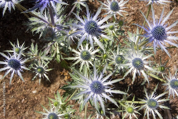 Obraz Beautiful Stars