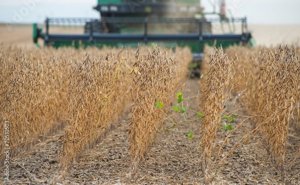 Fototapeta Harvesting soybean