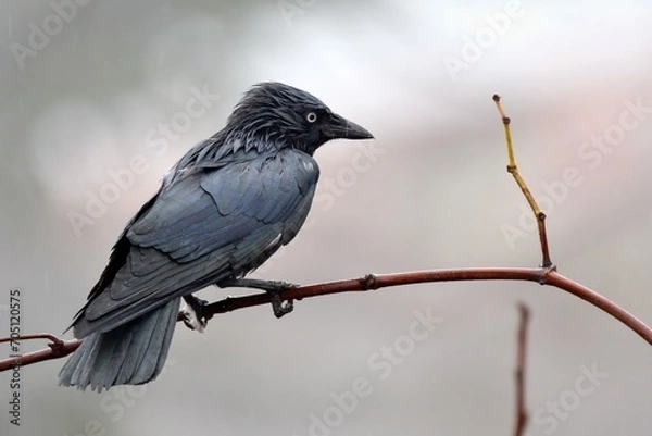 Obraz Corvus  monedula sotto la pioggia