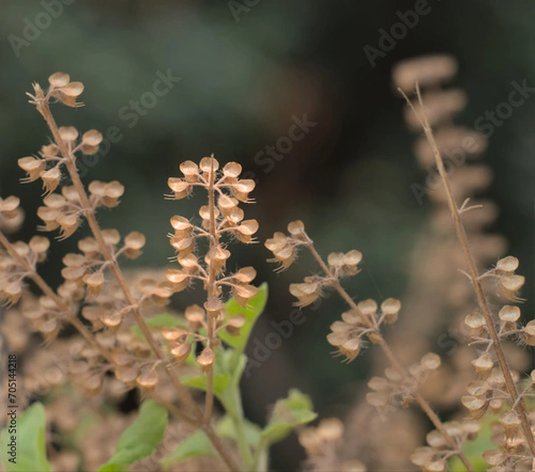 Obraz Holy Basil or Tulsi, medicinal holy plant of India.