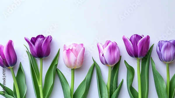 Obraz pink tulips on white background