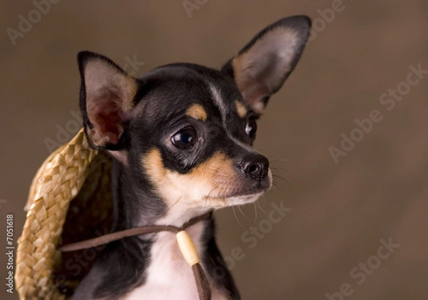 Obraz Chihuahua with Straw Hat