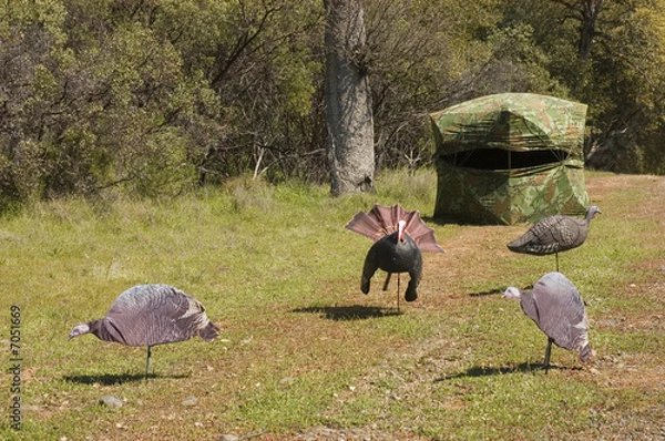 Obraz turkey Hunting blind setup