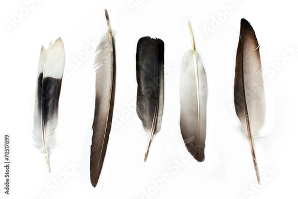 Obraz Feathers isolated on white