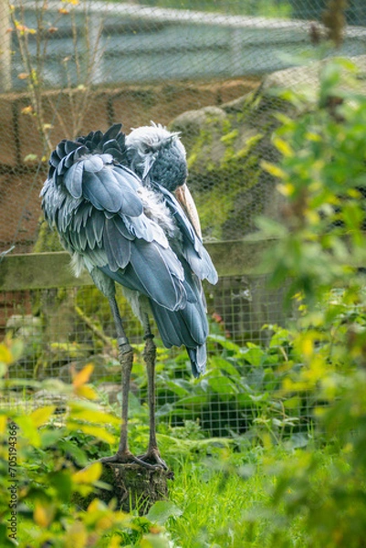 Obraz shoebill stork