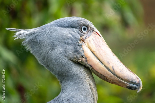 Obraz shoebill stork