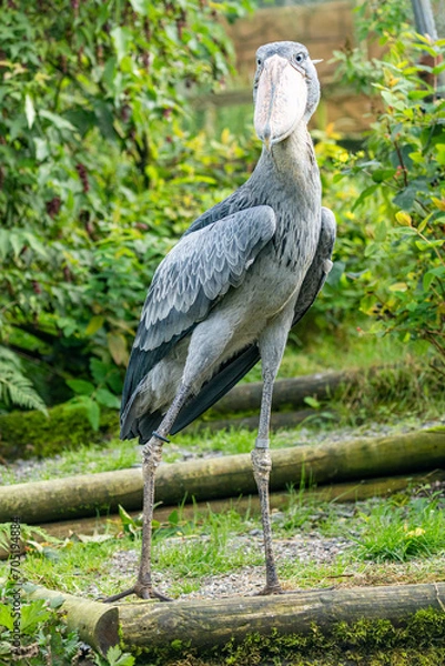 Obraz shoebill stork