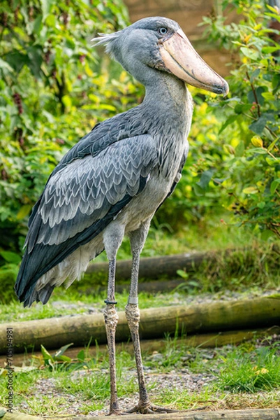 Obraz shoebill stork