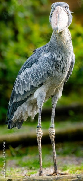 Obraz shoebill stork