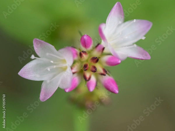 Obraz 里山の小さな野の花ミゾソバ