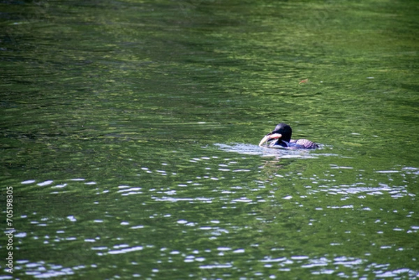 Obraz Feasting Loon