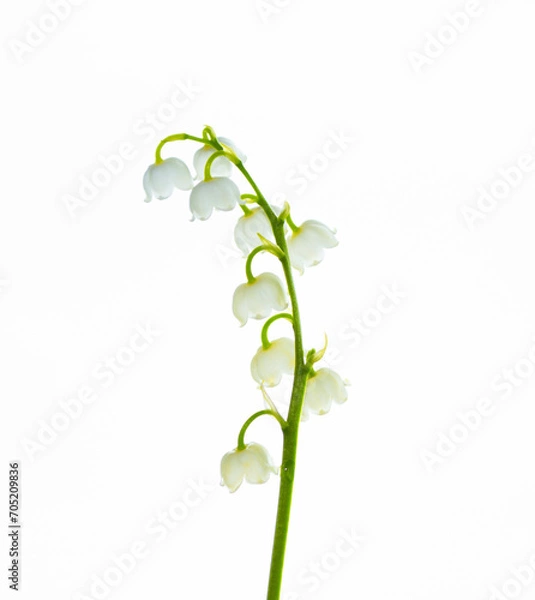 Fototapeta White flowers of lily of the valley. Convallaria majalis, isolated on white background.