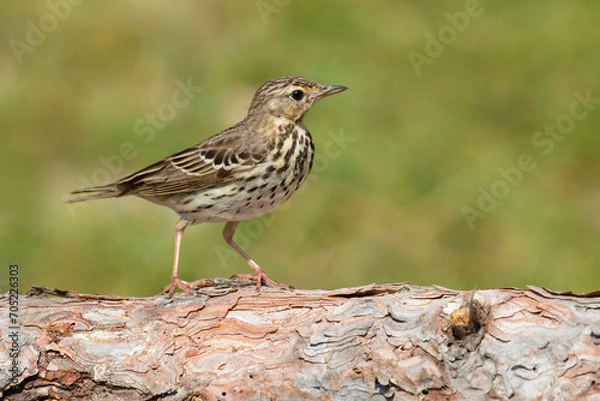 Fototapeta Tree Pipit