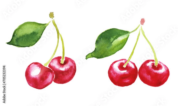 Fototapeta Watercolor  hand painted cherry, berries, cherries , cherry branch , watercolor illustration, dessert, sweet food	