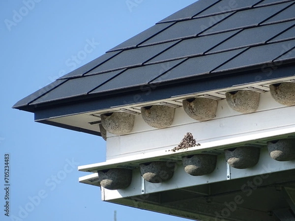 Fototapeta Nesting aid for swallows as in a block of flats