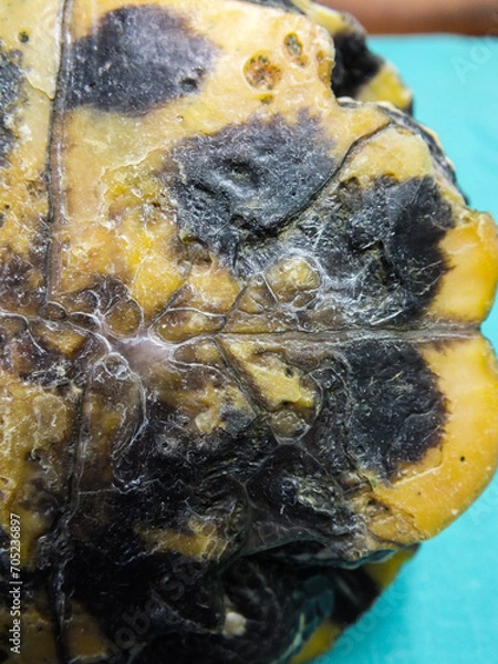 Obraz Superficial shell abscesses and erosions, or shell rot