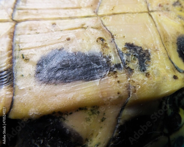 Obraz Superficial shell abscesses and erosions, or shell rot