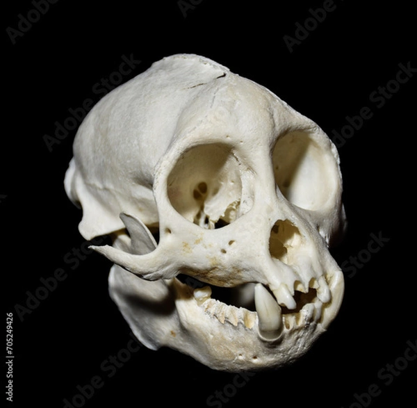 Obraz tooth malformation in monkey, mammal