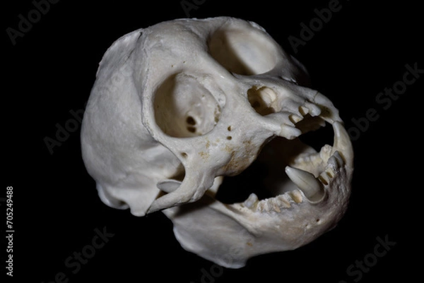 Obraz tooth malformation in monkey, mammal