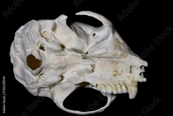 Obraz tooth malformation in monkey, mammal