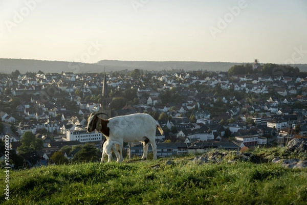 Fototapeta goats on a mountain in Warstein in Germany