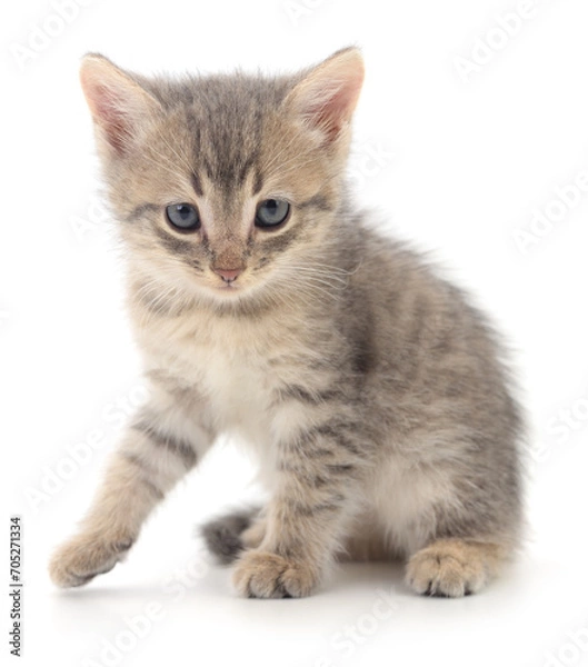 Fototapeta Kitten on white background.
