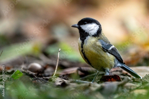 Obraz Kohlmeise an der Fütterung