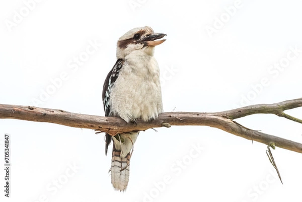 Obraz kookaburra