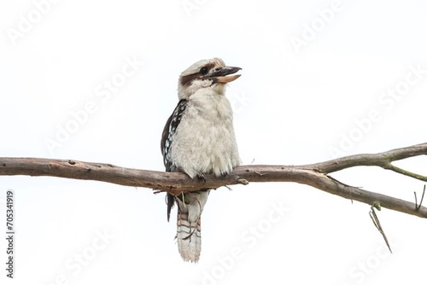 Obraz kookaburra