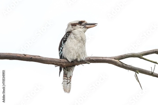 Obraz kookaburra