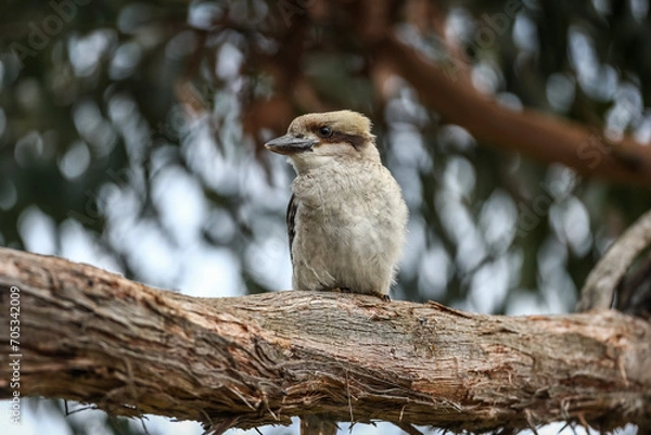 Obraz kookaburra